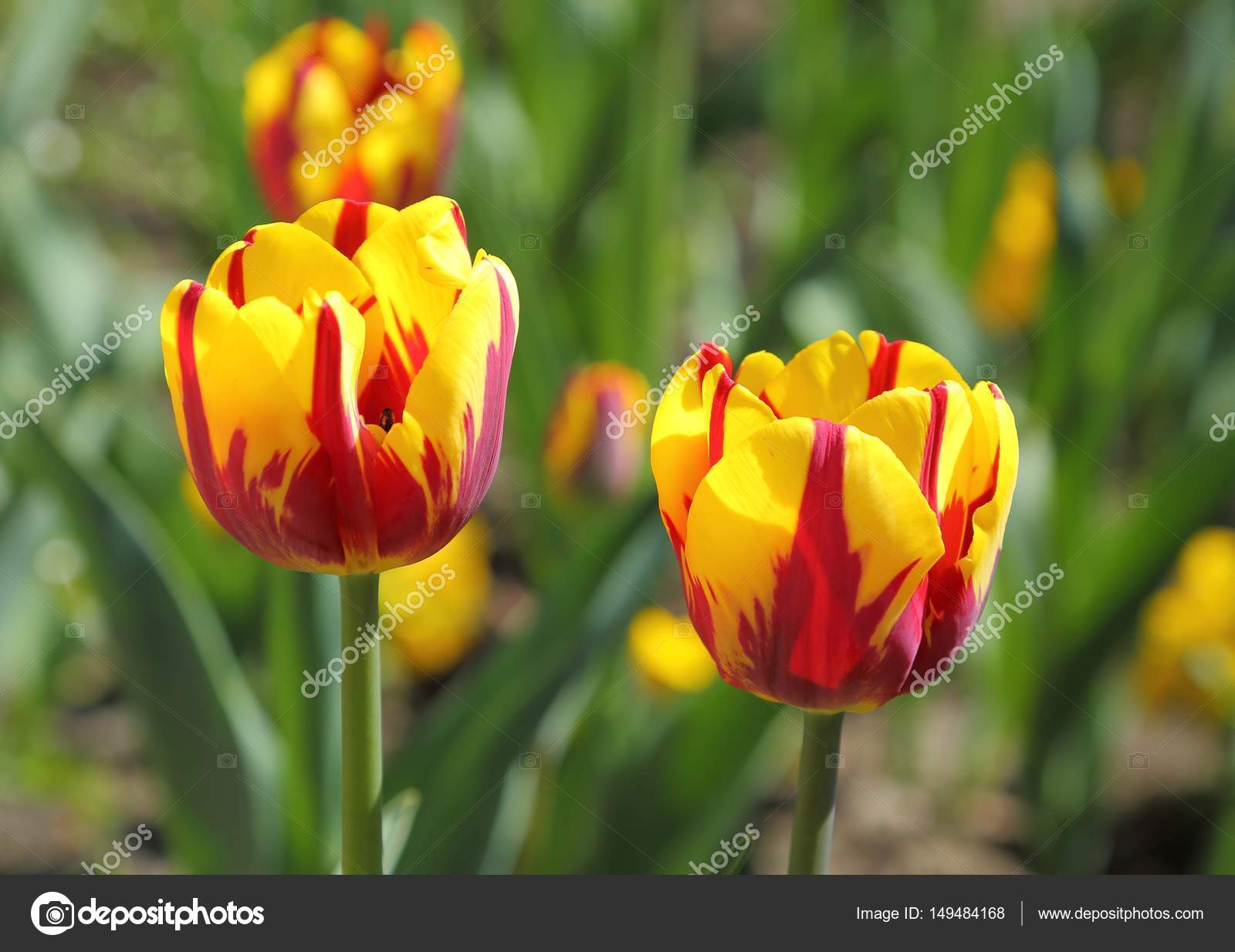 Tulipes Rouges Et Jaunes Photographie Fotokris44 149484168
