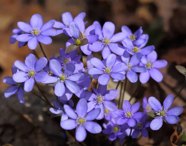 Anemone Hepatica Blooming Forest Spring Flowers — Stock Photo, Image