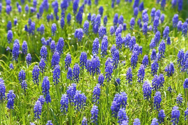 Sapphire grape hyacinths. — Stock Photo, Image