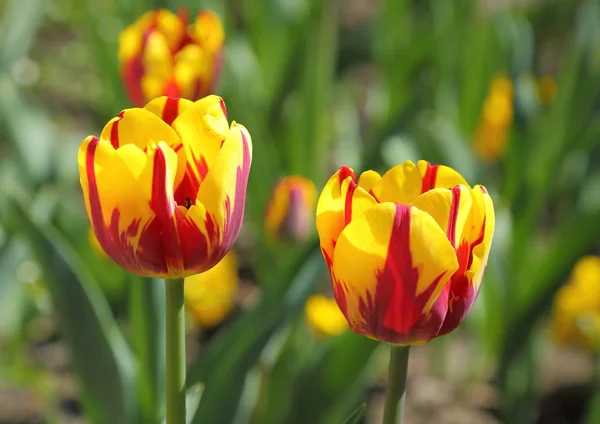 Rote und gelbe Tulpen. — Stockfoto