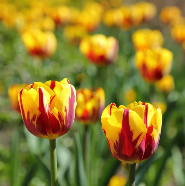 Rote und gelbe Tulpen. — Stockfoto