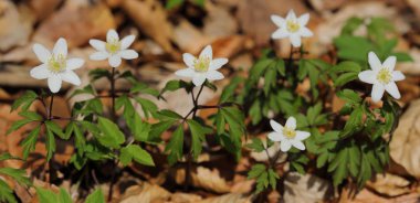 anemon nemorosa ormanda çiçek açmış. bahar çiçekleri.