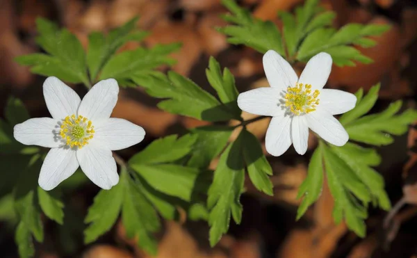 Anémonas Nemorosa Floreciendo Bosque Flores Primavera — Foto de Stock