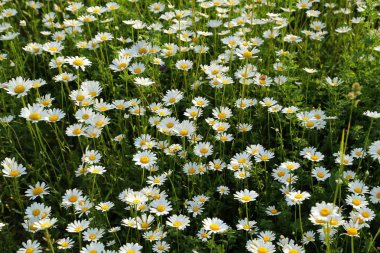 Güzel bahar papatya çiçekleri yeşil çayır üzerinde.