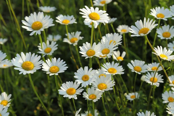 Hermosas Flores Margarita Primavera Prado Verde — Foto de Stock