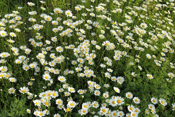 Hermosas Flores Margarita Primavera Prado Verde — Foto de Stock