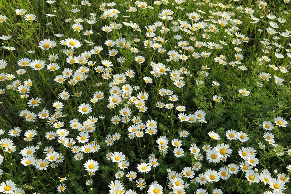 Vackra Våren Daisy Blommor Grön Äng — Stockfoto