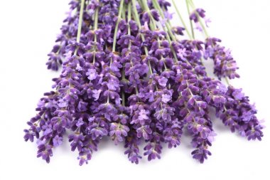 Lavanta çiçekleri beyaz bir arka plana dayanır. yalıtılmış nesne.