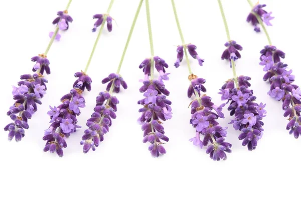 Flores Lavanda Contra Fundo Branco Objeto Isolado — Fotografia de Stock