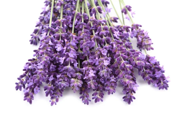 Lavanta çiçekleri beyaz bir arka plana dayanır. yalıtılmış nesne.