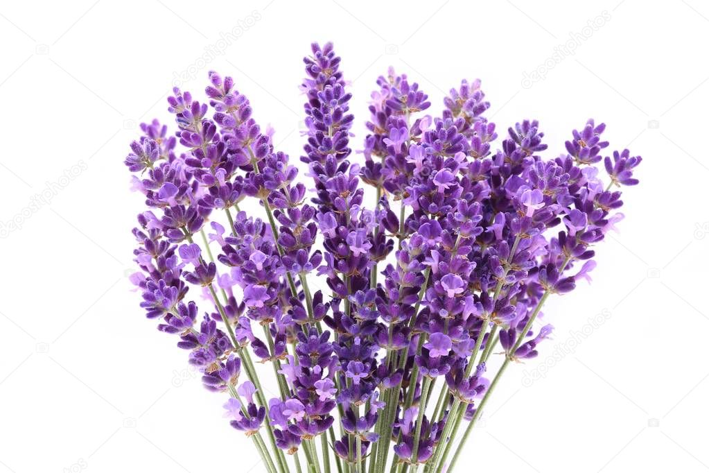 Lavender flowers against white background. Isolated object.
