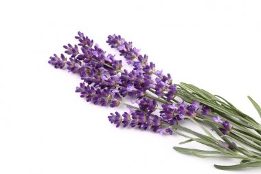 Lavanta çiçekleri beyaz bir arka plana dayanır. yalıtılmış nesne.