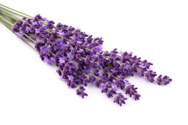 Lavanta çiçekleri beyaz bir arka plana dayanır. yalıtılmış nesne.