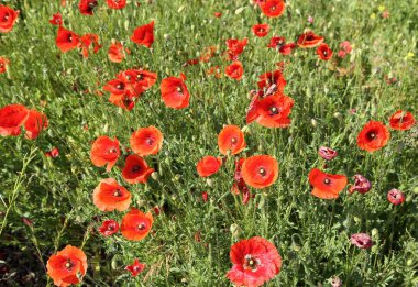 Çayır haşhaş çiçeklenir. Güzel yaz manzara.