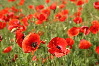 Çayır haşhaş çiçeklenir. Güzel yaz manzara.