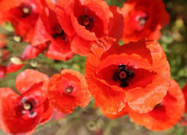 Çayır haşhaş çiçeklenir. Güzel yaz manzara.