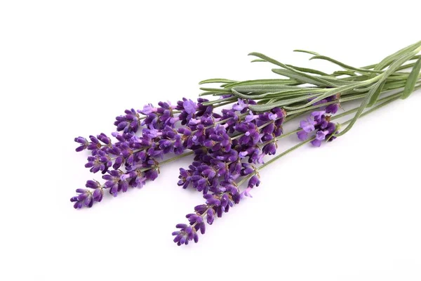 Lavender flowers against white background. Isolated object.