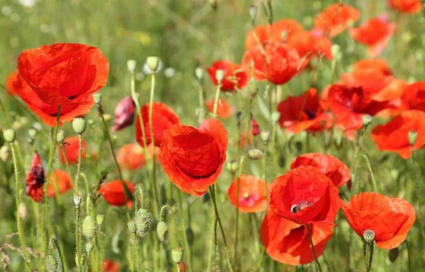 Klaproos Bloemen Weide Mooie Zomerse Landschap — Stockfoto