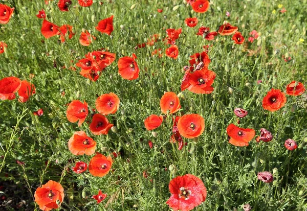 Çayır haşhaş çiçeklenir. Güzel yaz manzara.