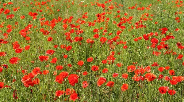 Klaproos Bloemen Weide Mooie Zomerse Landschap — Stockfoto