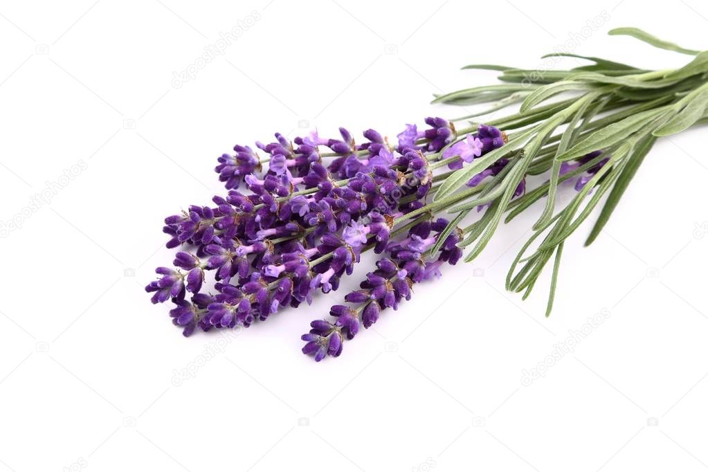 Bouquet of lavender  on a white  background.
