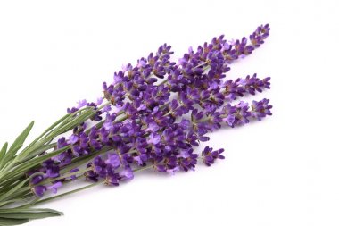 Lavanta çiçekleri beyaz bir arka plana dayanır. yalıtılmış nesne.