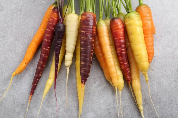 Seramik gri bir arka plan üzerinde renkli havuç.