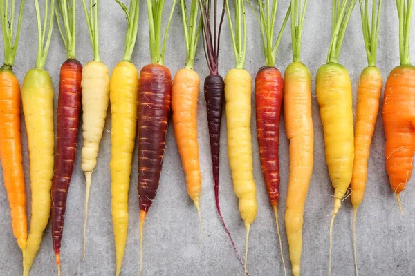 Seramik gri bir arka plan üzerinde renkli havuç.