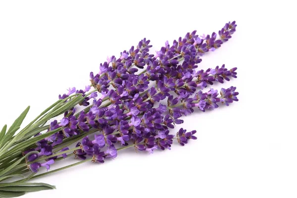 Lavender flowers against white background. Isolated object.
