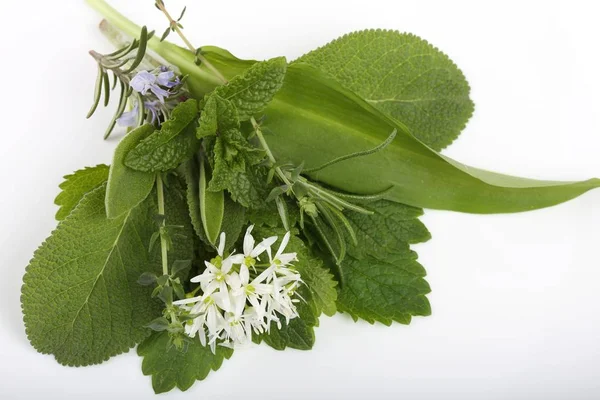 Green Aromatic Herbs Spices White Background — Stock Photo, Image