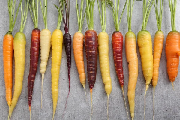 Seramik gri bir arka plan üzerinde renkli havuç.