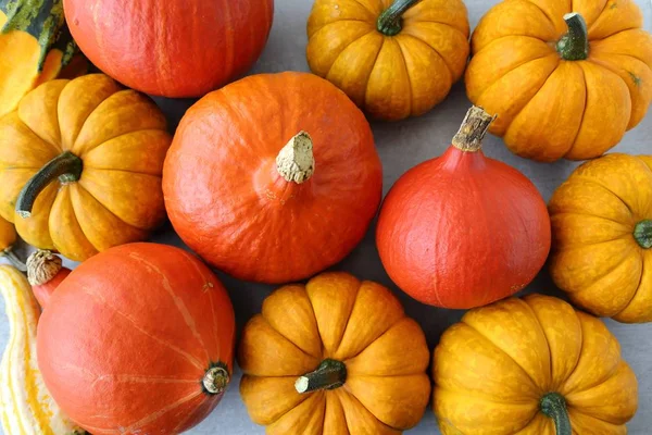 Sonbahar hasat, turuncu kabak gri seramik zemin.