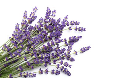 Lavanta çiçekleri beyaz bir arka plana dayanır. yalıtılmış nesne.