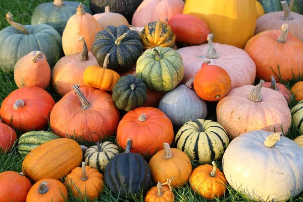 Podzimní Sklizeň Barevné Dýně Dýně Různých Odrůdách — Stock fotografie