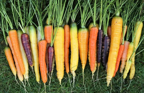 Carote Appena Raccolte Colorate Erba Verde — Foto Stock