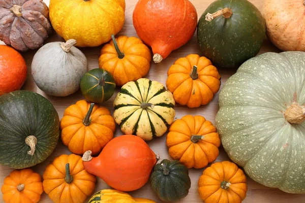Autumn Harvest Colorful Pumpkins Gray Ceramic Background — Stock Photo, Image
