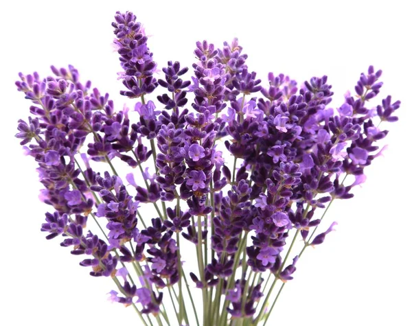 Lavendel. — Stockfoto