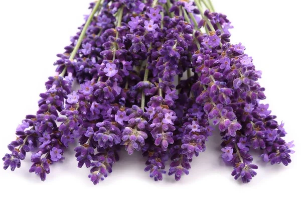 Buquê de lavanda — Fotografia de Stock