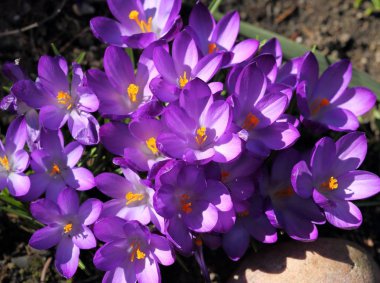 güzel mor çiğdemler (makro) bahar zaman içinde. doğa arka plan.