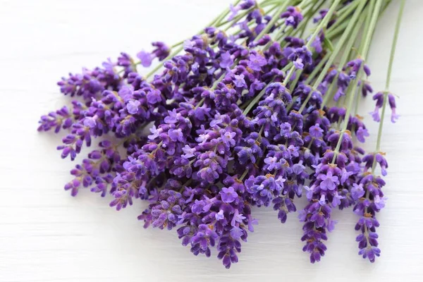 Lavendel. — Stockfoto