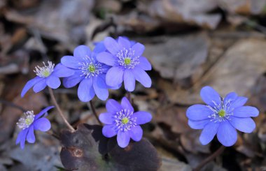 Ormanda çiçek açan anemone mantarı. Bahar çiçekleri.