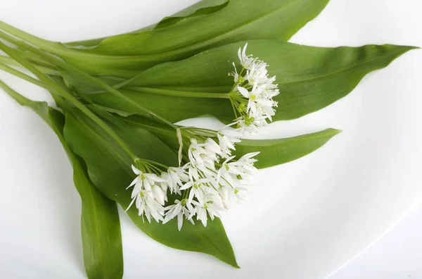 Beyaz Bir Arka Plan Üzerinde Yabani Ayı Sarımsak Yaprakları Çiçekleri — Stok fotoğraf