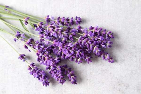 Lavendel. — Stockfoto