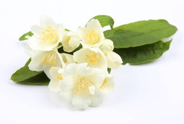 yasemin çiçekleri.