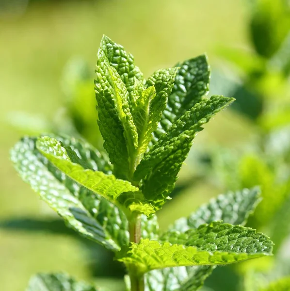 Hortelã verde aromática . — Fotografia de Stock