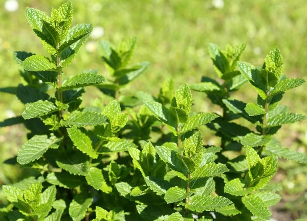 Aromatik yeşil nane. — Stok fotoğraf