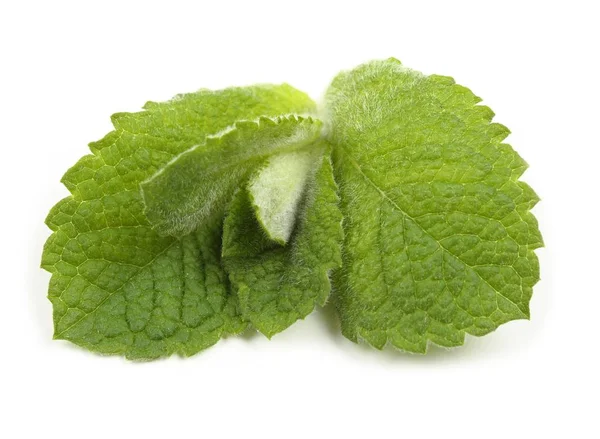 Menta fresca aromática . — Foto de Stock