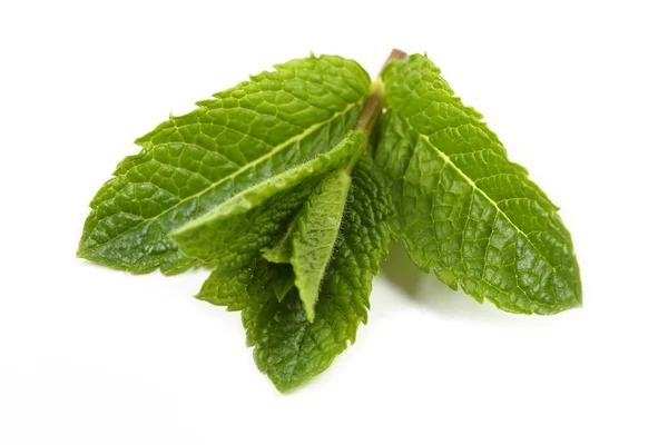 Aromatic fresh mint. — Stock Photo, Image