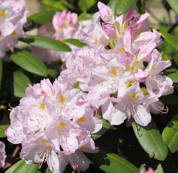 Rhododendron Flower — Stock Photo, Image