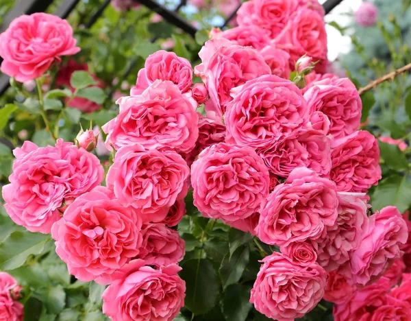 Rosa rosor. — Stockfoto
